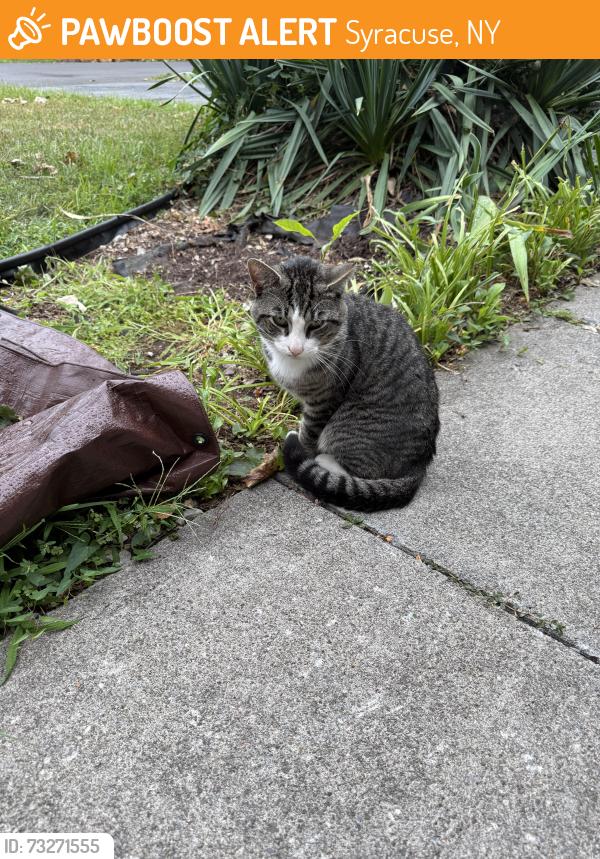 Found/Stray Unknown Cat last seen Ballantyne Road, Syracuse, NY 13205