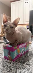 Lost Female Cat last seen Wellington trace, Wellington, FL 33414