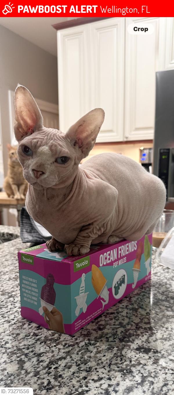 Lost Female Cat last seen Wellington trace, Wellington, FL 33414