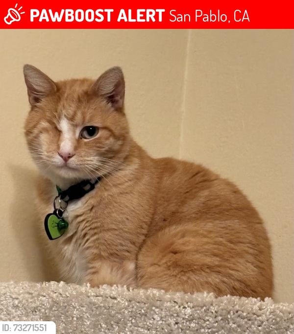 Lost Male Cat last seen Near Avon Lane San Pablo, San Pablo, CA 94806