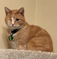 Lost Male Cat last seen Near Avon Lane San Pablo, San Pablo, CA 94806