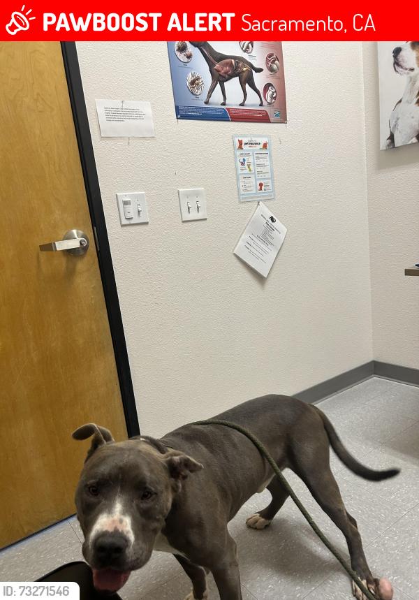 Lost Male Dog last seen Del Paso, Northgate, Sacramento, CA 95834