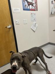 Lost Male Dog last seen Del Paso, Northgate, Sacramento, CA 95834