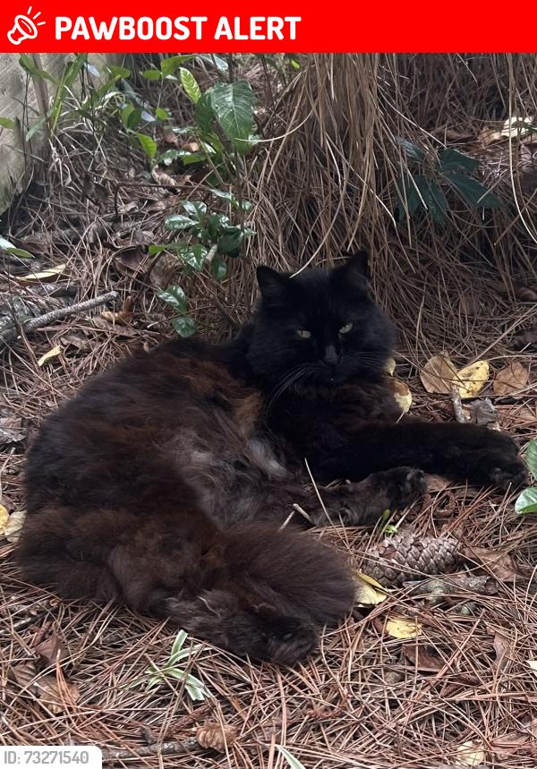 Lost Female Cat last seen Near Joellen Lane, Green Acres, Fort Walton Beach, FL 32547