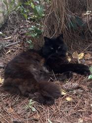 Lost Female Cat last seen Near Joellen Lane, Green Acres, Fort Walton Beach, FL 32547