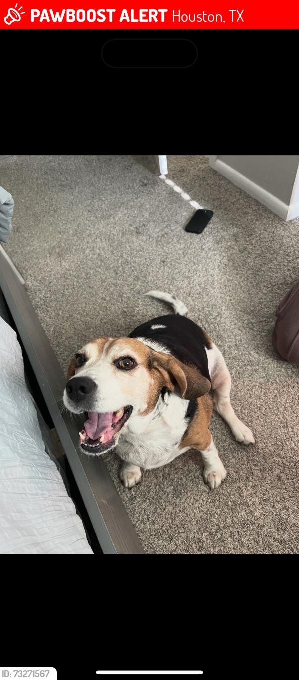 Lost Female Dog last seen Gessner, Houston, TX 77031