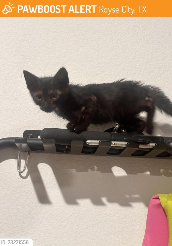 Found/Stray Unknown Cat last seen Near Stonefly Way, Royse City, TX 75189