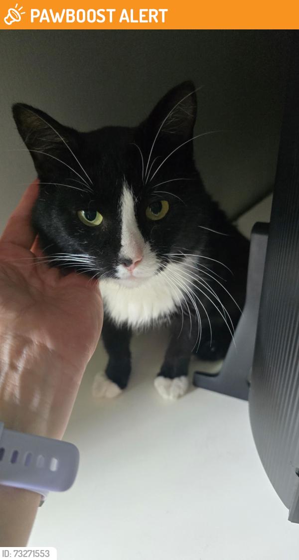 Found/Stray Unknown Cat last seen 6 mile Hines drive northville, Northville Township, MI 48168