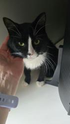 Found/Stray Unknown Cat last seen 6 mile Hines drive northville, Northville Township, MI 48168