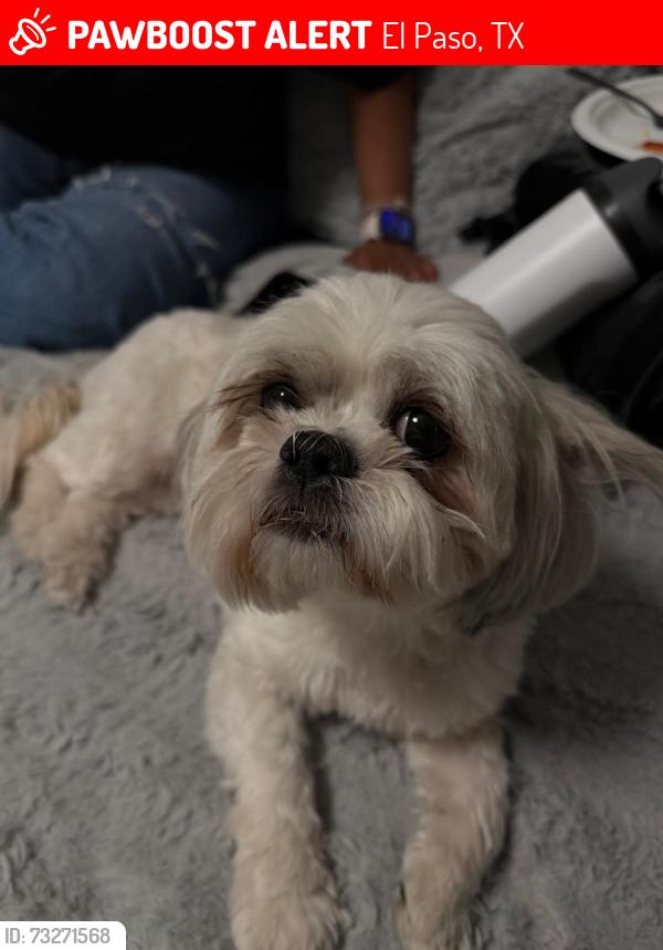 Lost Female Dog last seen Near the food king by mesa and sunlandpark, El Paso, TX 79912