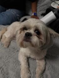 Lost Female Dog last seen Near the food king by mesa and sunlandpark, El Paso, TX 79912