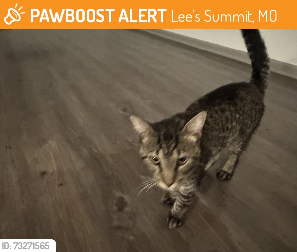 Found/Stray Male Cat last seen Near NW Kessler, Lee's Summit, MO 64081
