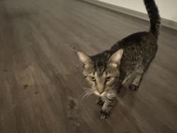 Found/Stray Male Cat last seen Near NW Kessler, Lee's Summit, MO 64081