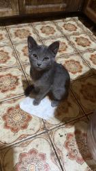 Reunited Male Cat last seen Near Elizabeth Ave, South Gate, CA 90280