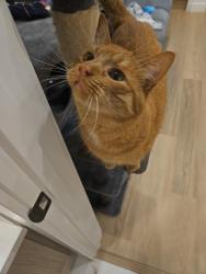 Reunited Male Cat last seen Edmonton trail and 30th Ave ne, Calgary, AB T2E 8B5