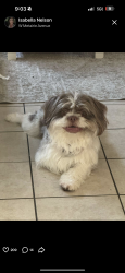 Lost Male Dog last seen Neyrey & W napoleon, Metairie, LA 70001