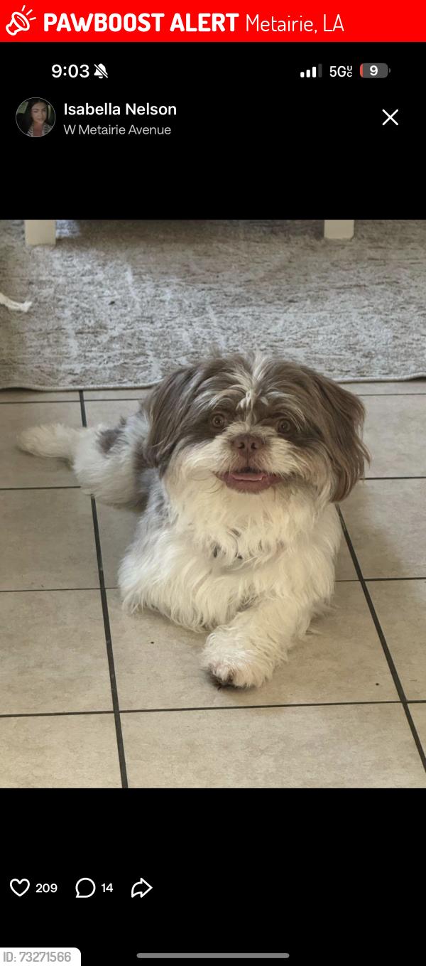 Lost Male Dog last seen Neyrey & W napoleon, Metairie, LA 70001