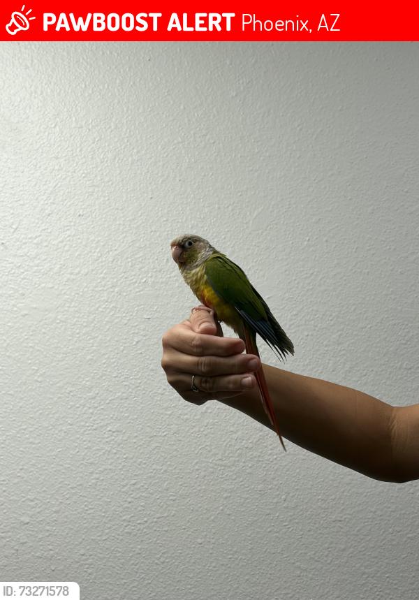 Lost Unknown Bird last seen 30th st and Thomas, Phoenix, AZ 85016