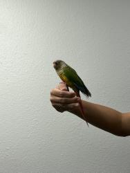 Lost Unknown Bird last seen 30th st and Thomas, Phoenix, AZ 85016
