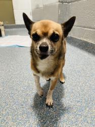 Reunited Male Dog last seen Holden St Clifton, Clifton, NJ 07011