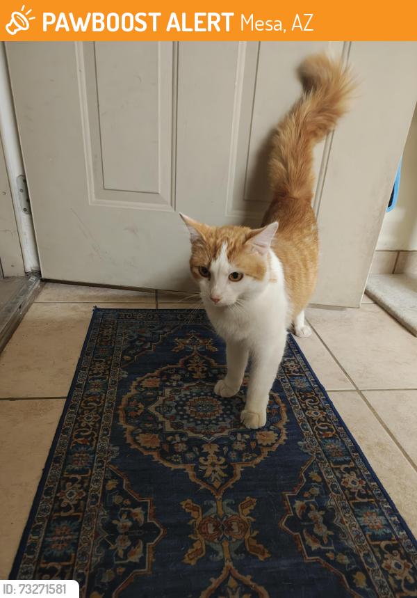 Found/Stray Male Cat last seen Stapley/6th Ave, Mesa, AZ 85213