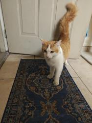 Found/Stray Male Cat last seen Stapley/6th Ave, Mesa, AZ 85213