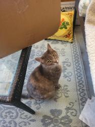 Found/Stray Female Cat last seen Kenilworth, Edmonton, AB T6B 0N8