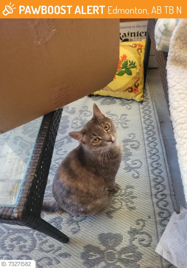 Found/Stray Female Cat last seen Kenilworth, Edmonton, AB T6B 0N8