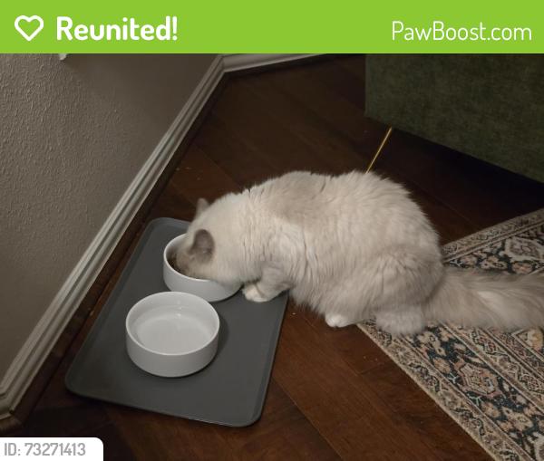 Reunited Male Cat last seen Austin shore, Cypress, TX 77433