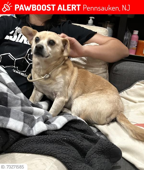 Lost Male Dog last seen cove road closer to river road, Pennsauken, NJ 08110
