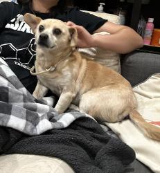 Lost Male Dog last seen cove road closer to river road, Pennsauken, NJ 08110