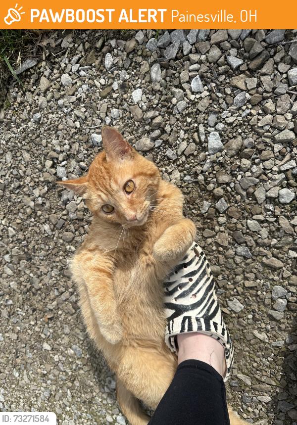 Found/Stray Male Cat last seen Richmond and Sanford st, Painesville, OH 44077