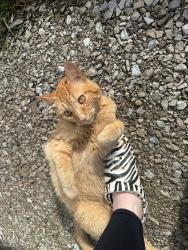 Found/Stray Male Cat last seen Richmond and Sanford st, Painesville, OH 44077