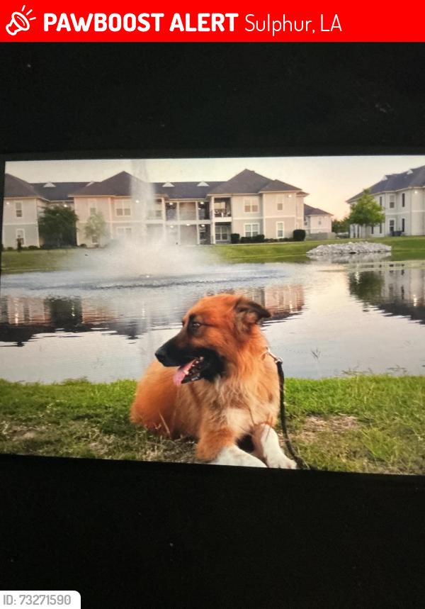 Lost Male Dog last seen maria drive, Sulphur, LA 70663