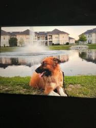 Lost Male Dog last seen maria drive, Sulphur, LA 70663