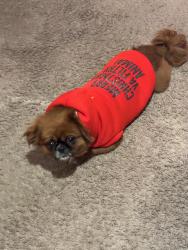 Reunited Male Dog last seen Corrigan dr, deltona fl, Deltona, FL 32738