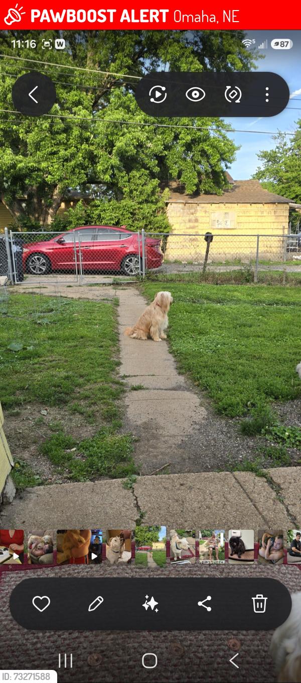 Lost Female Dog last seen L St. And 25th Omaha, Ne, Omaha, NE 68107