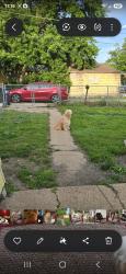 Lost Female Dog last seen L St. And 25th Omaha, Ne, Omaha, NE 68107
