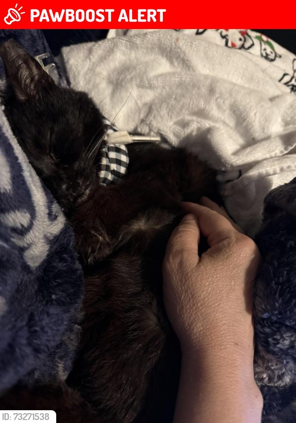 Lost Male Cat last seen Danbury Subdivision, Greenville County, SC 29681