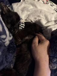 Lost Male Cat last seen Danbury Subdivision, Greenville County, SC 29681