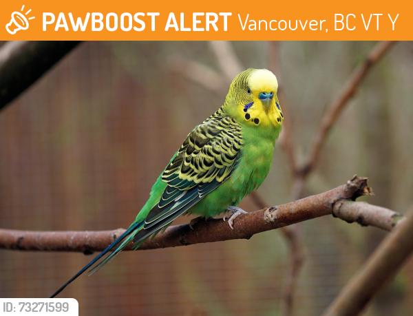 Found/Stray Unknown Bird last seen Broadway and st. Catherines, Vancouver, BC V5T 1Y4