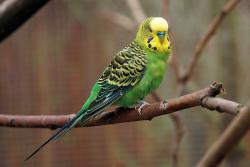 Found/Stray Unknown Bird last seen Broadway and st. Catherines, Vancouver, BC V5T 1Y4