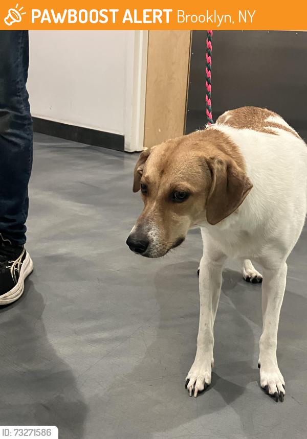 Found/Stray Male Dog last seen Temple Court and Seeley Street, Brooklyn, NY 11218