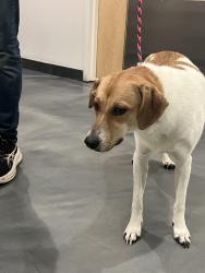 Found/Stray Male Dog last seen Temple Court and Seeley Street, Brooklyn, NY 11218