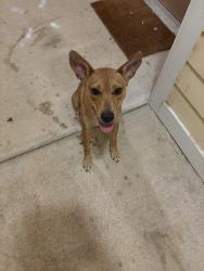 Found/Stray Female Dog last seen Near Antietam dr, Columbus, GA 31907