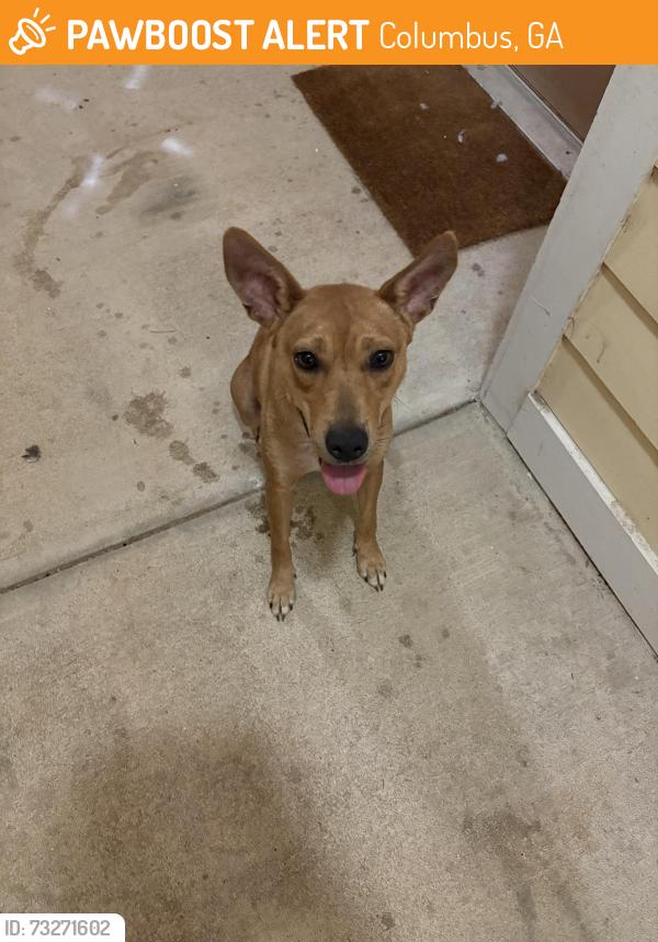Found/Stray Female Dog last seen Near Antietam dr, Columbus, GA 31907