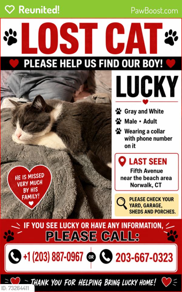 Reunited Male Cat last seen cove ave, Norwalk, CT 06855