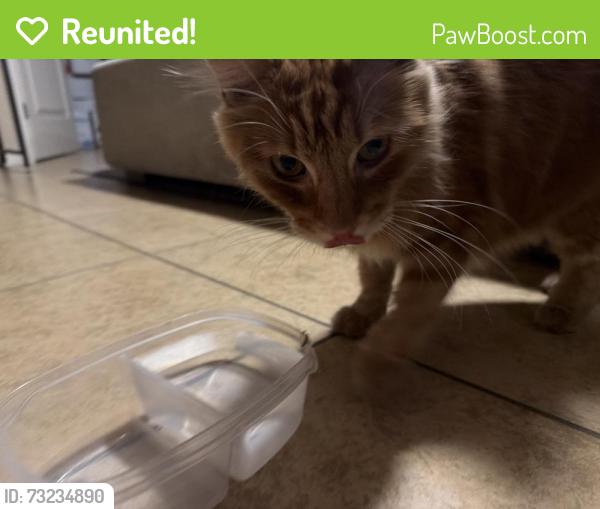 Reunited Male Cat last seen San Bernardino ave and Randal ave, Fontana, CA 92335
