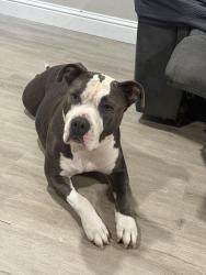 Lost Female Dog last seen Cedar and Gettysburg, Fresno, CA 93726