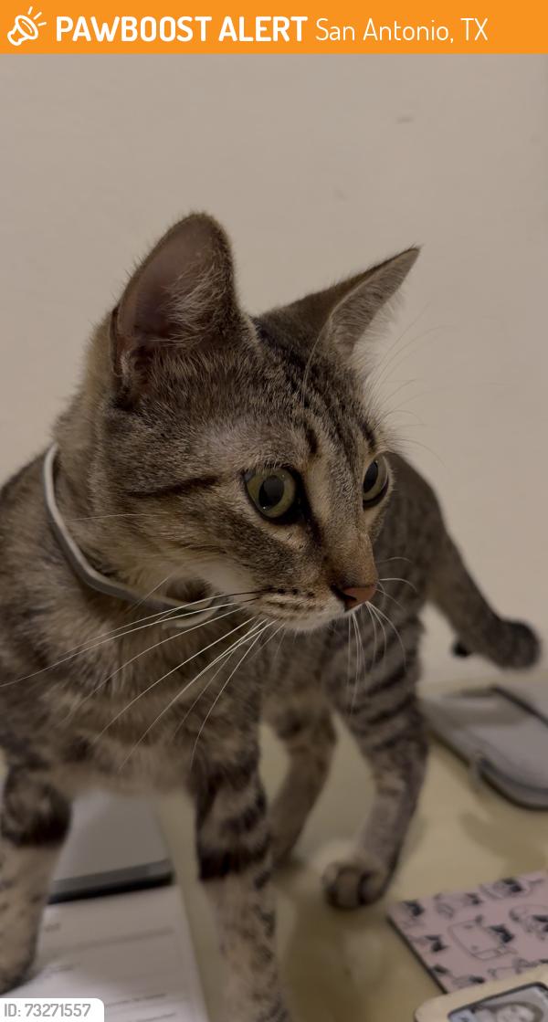 Found/Stray Female Cat last seen Bandera & 1604 outside Aspen Creek Grill, San Antonio, TX 78250